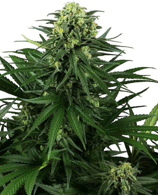 Honey melon kush 100% sensi seeds