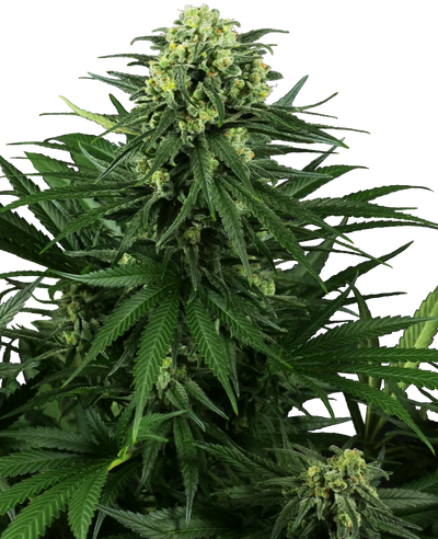 Honey melon kush feminizada (1) sensi seeds