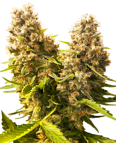 Banana kush cake auto auto sensi seeds