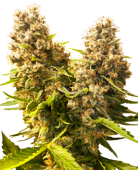 Banana kush cake auto auto sensi seeds