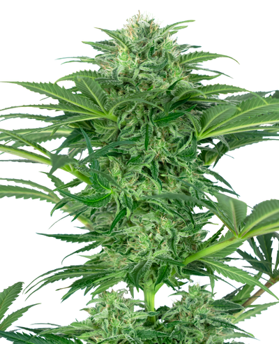 Skunk dream cbd sensi seeds