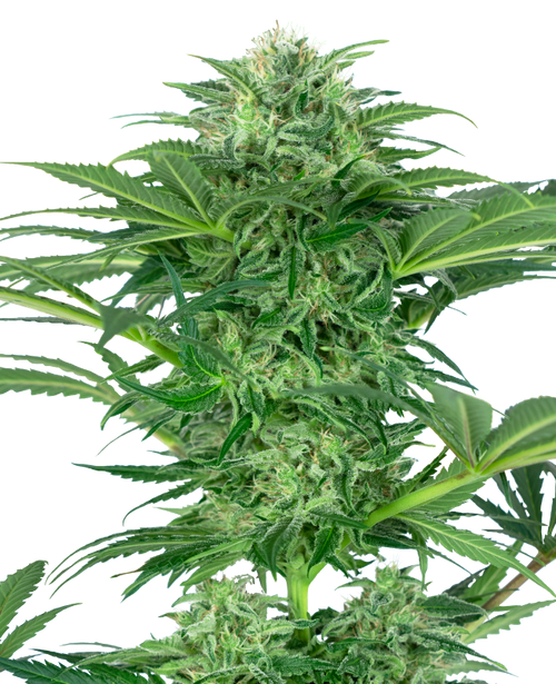 Skunk dream cbd sensi seeds
