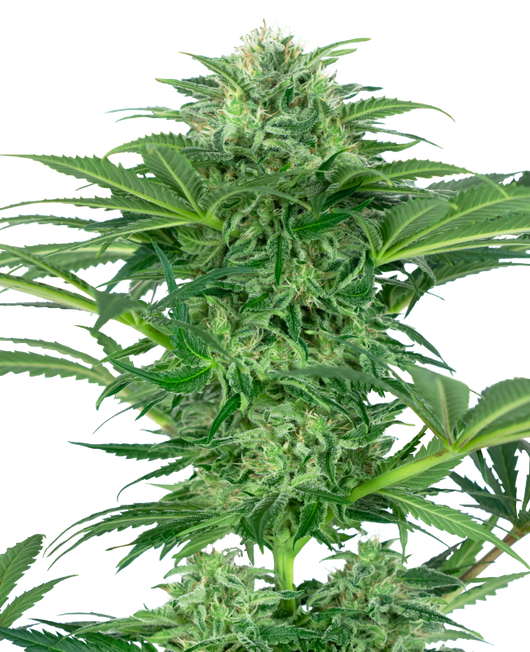 Skunk dream cbd sensi seeds