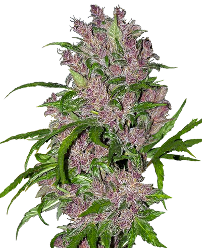 Purple bud auto (10) 100% sensi seeds