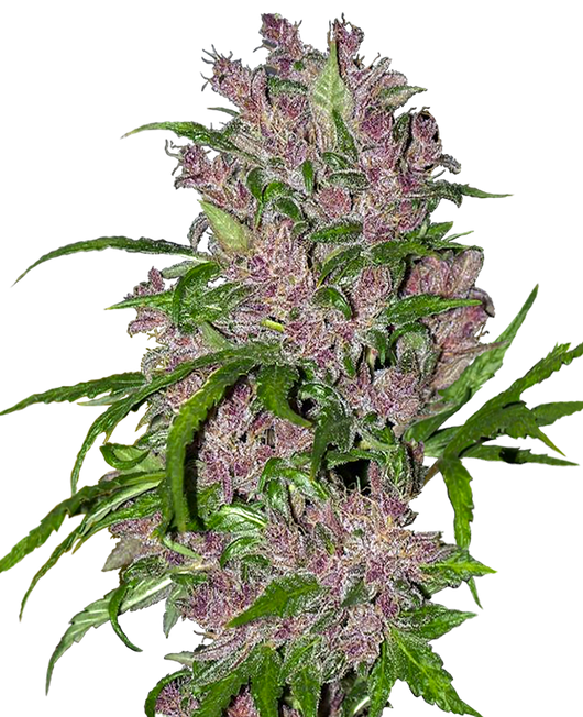 Purple bud auto (10) 100% sensi seeds