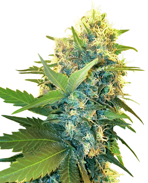 Double kush cake 100% sensi seeds