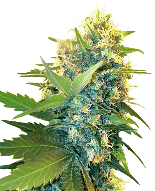 Double kush cake 100% sensi seeds