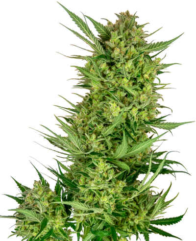 Buttercream gelato 100%sensi seeds