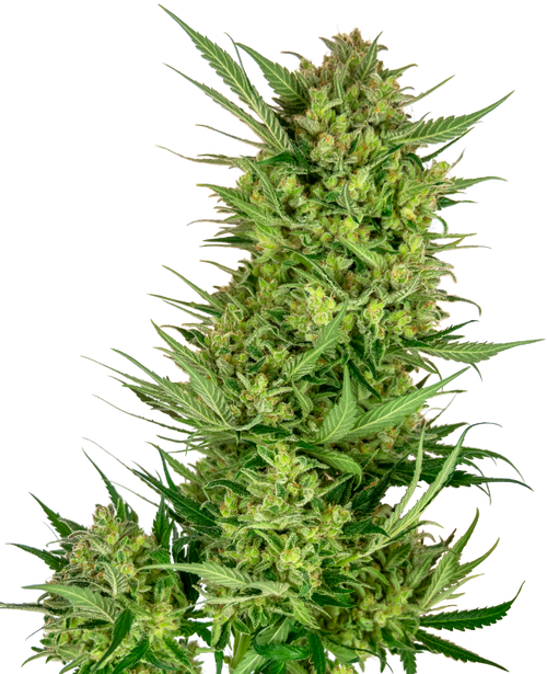 Buttercream gelato 100%sensi seeds