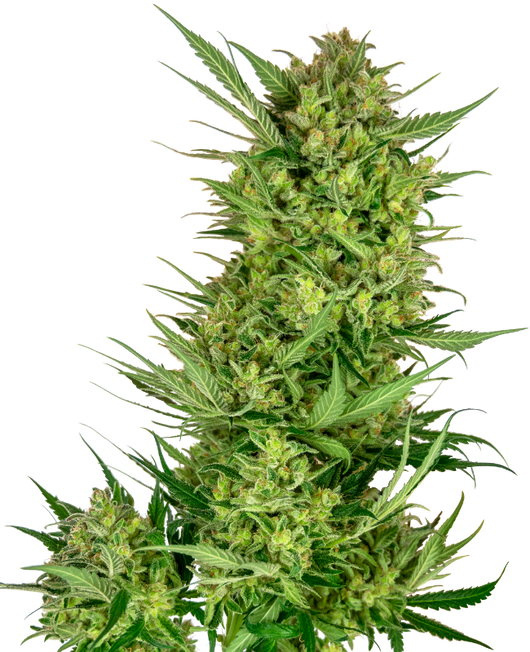 Buttercream gelato 100%sensi seeds