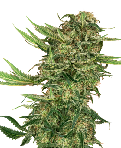 N13 kush 100% sensi seeds