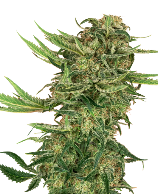 N13 kush 100% sensi seeds