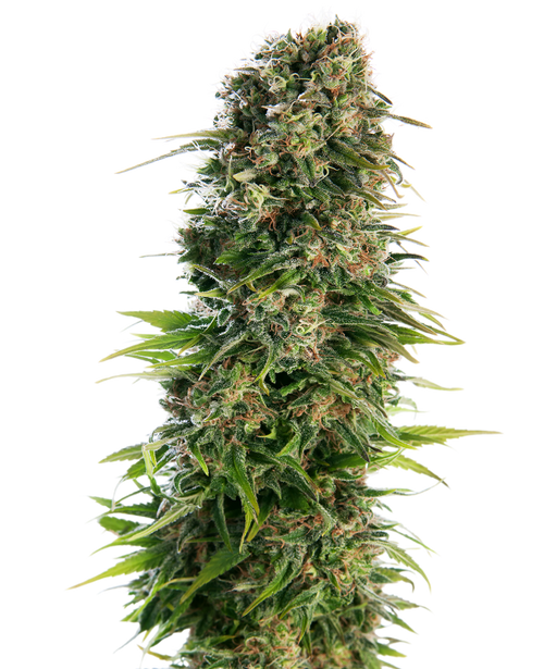Hindu kush auto sensi seeds