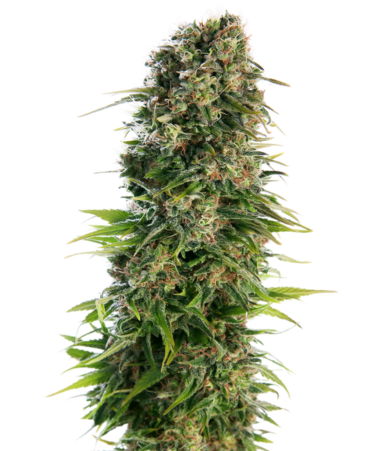 Hindu kush auto sensi seeds