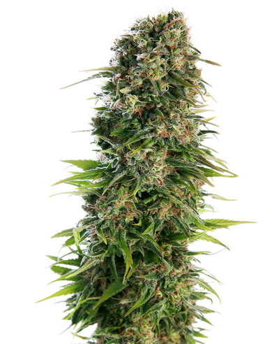 Hindu kush auto (1) 100% sensi seeds