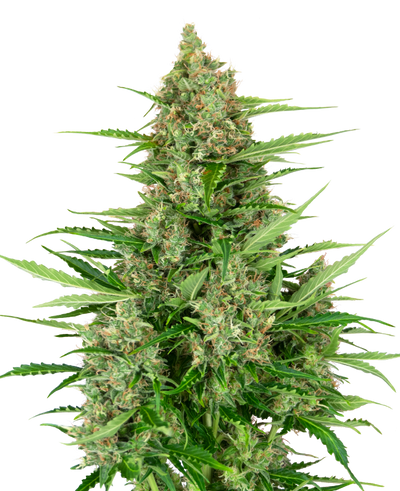 Double kush cake auto sensi seeds