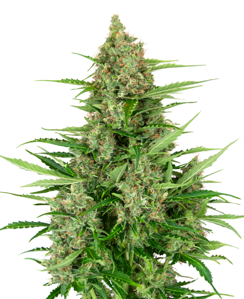 Double kush cake auto sensi seeds