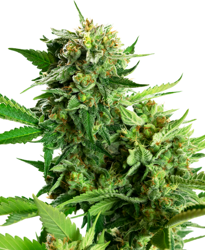 Blackberry cake (1) sensi seeds