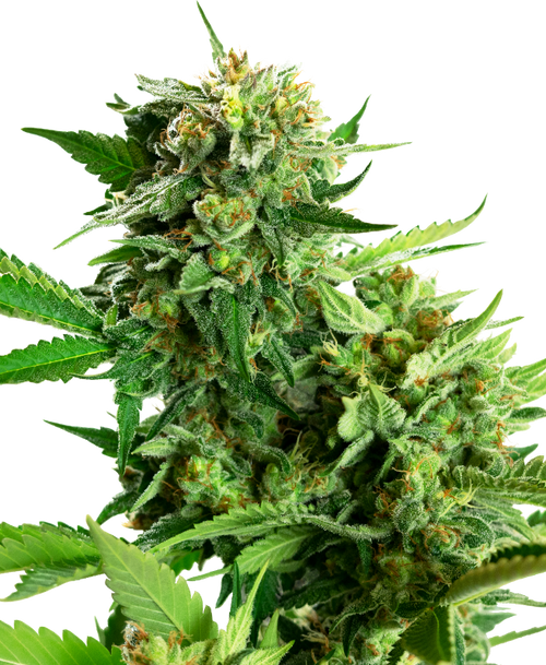 Blackberry cake (1) sensi seeds