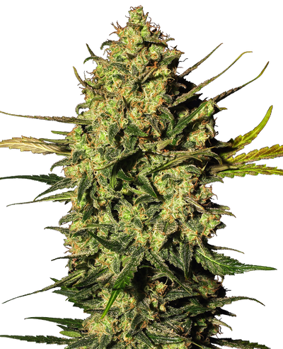 Master kush auto (10) 100% sensi seeds