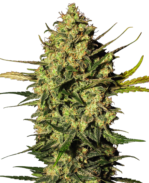 Master kush auto (10) 100% sensi seeds