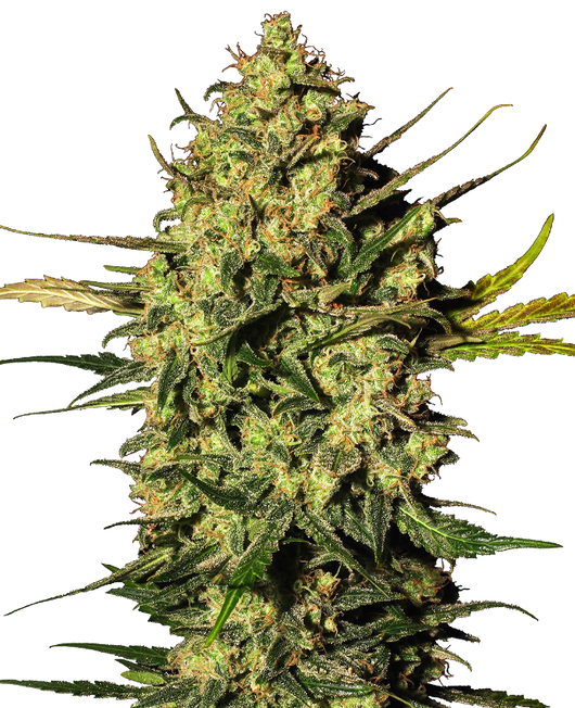 Master kush auto (10) 100% sensi seeds