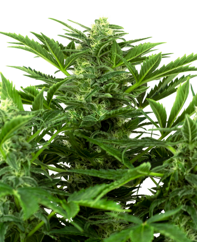 Mandarine punch auto sensi seeds