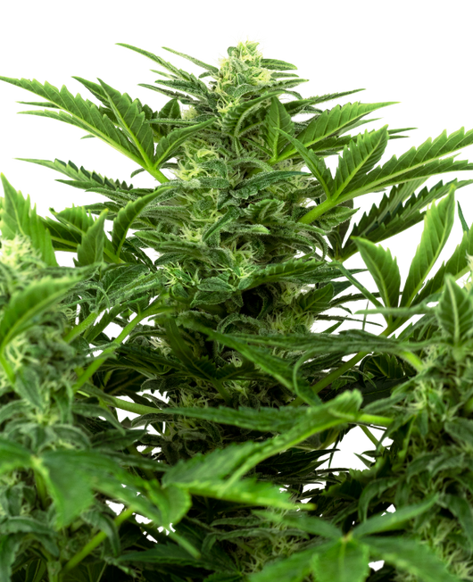 Mandarine punch auto sensi seeds
