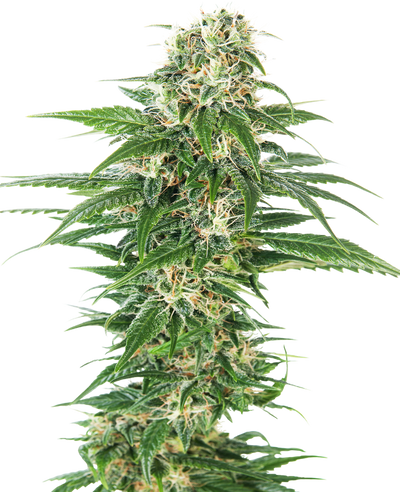 Early skunk auto sensi seeds