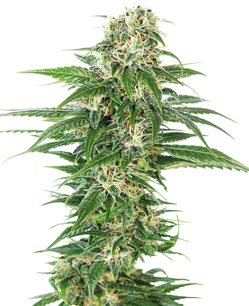 Early skunk auto sensi seeds