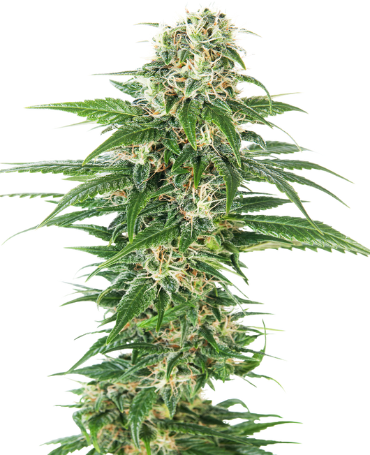 Early skunk auto sensi seeds