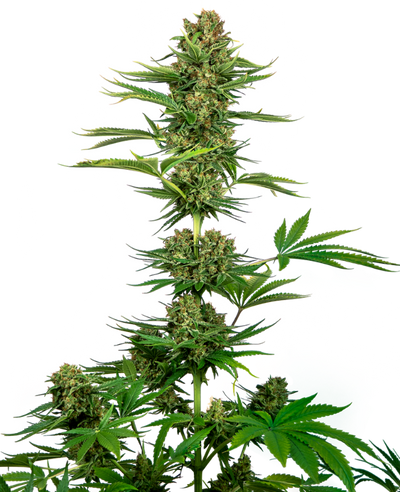 Satin black domina cbd (10) sensi seeds