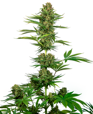 Satin black domina cbd (10) sensi seeds