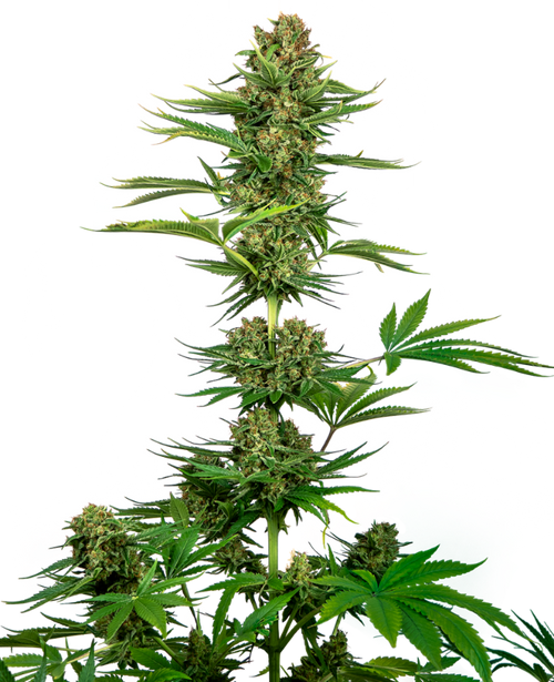 Satin black domina cbd (10) sensi seeds