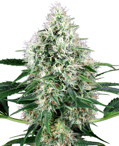 Pure power plant auto (10) 100% sensi seeds