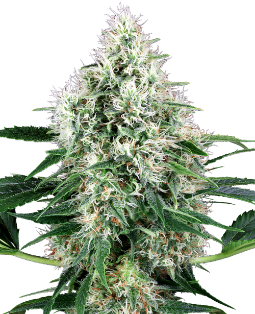 Pure power plant auto (10) 100% sensi seeds