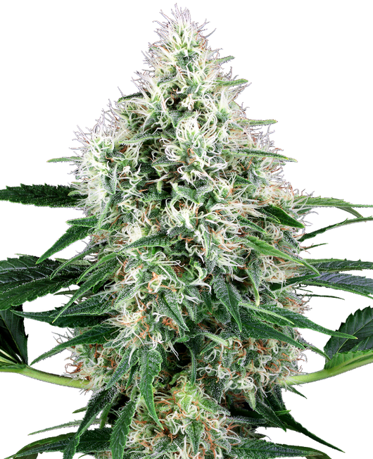 Pure power plant auto (10) 100% sensi seeds