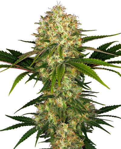 Afghani 1 100% sensi seeds
