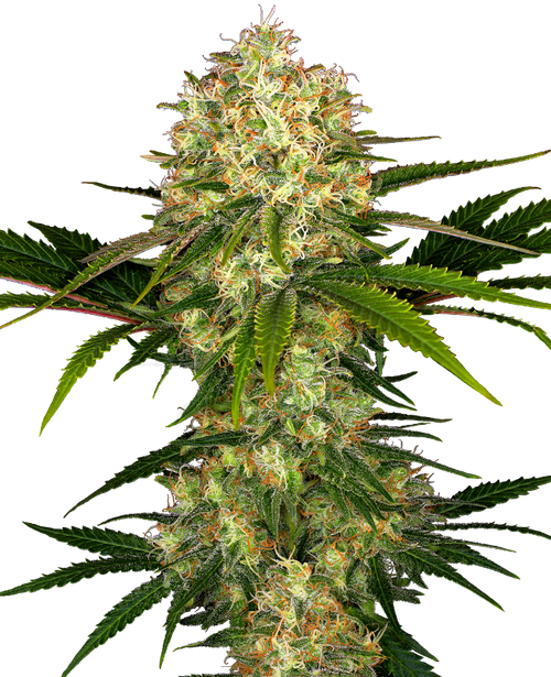 Afghani 1 100% sensi seeds