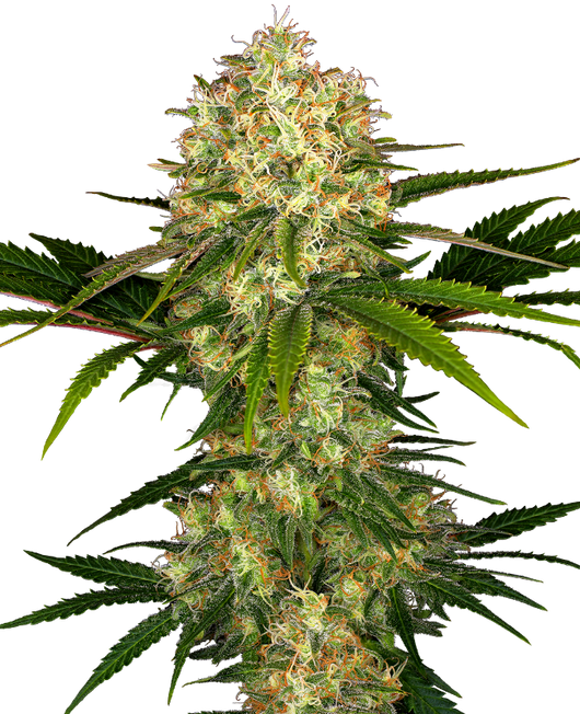 Afghani 1 100% sensi seeds