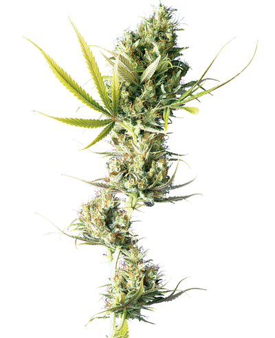 Durban regular (10) sensi seeds