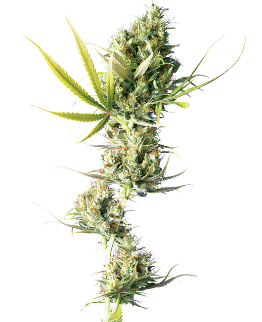 Durban regular (10) sensi seeds