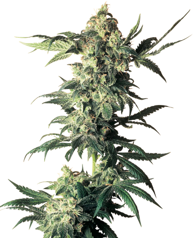 Northern lights regular (10) sensi seeds