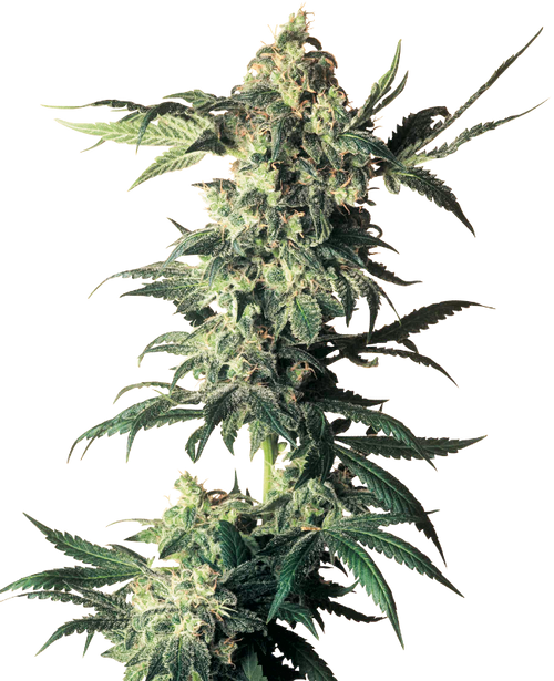 Northern lights regular (10) sensi seeds