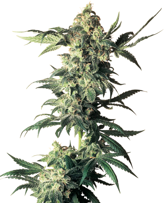 Northern lights regular (10) sensi seeds