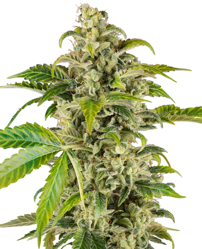 Sweet y sour cream auto sensi seeds