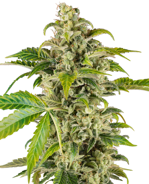 Sweet y sour cream auto sensi seeds