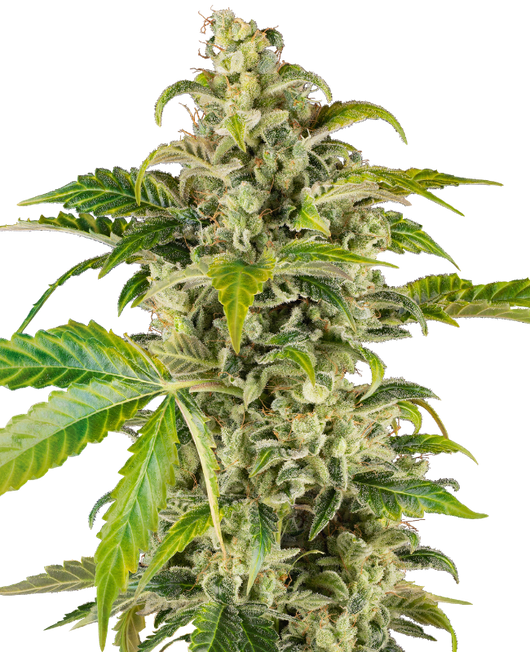 Sweet y sour cream auto sensi seeds