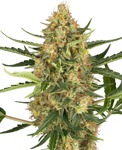 Blueberry bubblegum auto sensi seeds