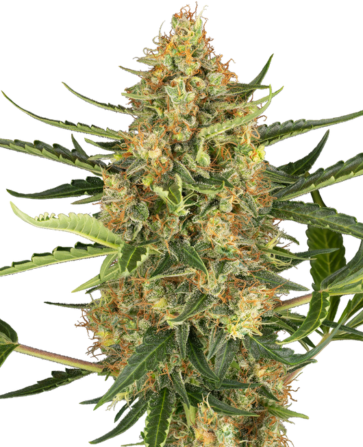 Blueberry bubblegum auto sensi seeds